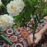 گل مصنوعی درحد نو|گل مصنوعی|تبریز, |دیوار