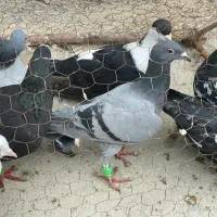 دونه ۱۸۰|پرنده|شیروان (خراسان), |دیوار