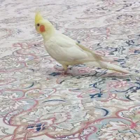 قناری ماده سبز و عروس هلندی سخنگو|پرنده|نهاوند, |دیوار