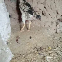 خروس لاری  مرغ لاری
