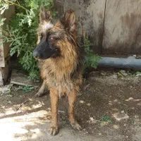 سگ ژرمن