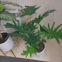 گل دیفن باخیا|گل و گیاه طبیعی|تهران, خانی آباد نو شمالی|دیوار