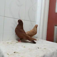 کبوتر زرد و سرخ چشم نوک سفید نر و ماده