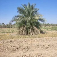 خدمات باغبانی و نخل|خدمات باغبانی و درختکاری|اهواز, بهارستان|دیوار