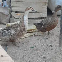 غاز|حیوانات مزرعه|سرپل ذهاب, |دیوار