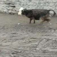 گاو‌گوساله‌سالم‌|حیوانات مزرعه|دهگلان, |دیوار