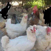 مرغ گلین و محلی و جوجه