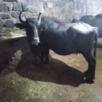 گاومیش|حیوانات مزرعه|ترکمانچای, |دیوار