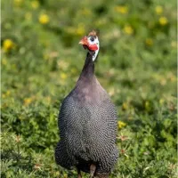 فروش مرغ شاخدار دانه ای ۶۰۰ هزار تومن