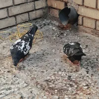 سینه سیاه