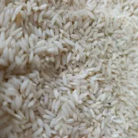 برنج طارم هاشمی دورود