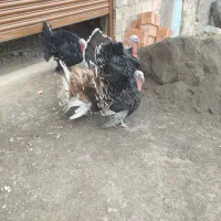 ۴عدد.بقلمو.نر.حدود۶.کیلو