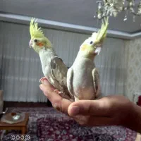 عروس هلندی جوجه دونخورطاووسی   توس 95