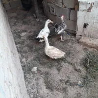 اردک|حیوانات مزرعه|امیدیه, |دیوار