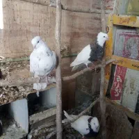 دهاقان ،کبوتر طوقی|پرنده|دهاقان, |دیوار