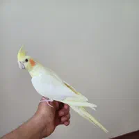 عروس هلندی نر|پرنده|پارسآباد, |دیوار