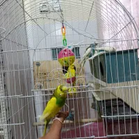 ۵ جفت مرغ عشق مولد روی تخم تضمینی|پرنده|سیرجان, |دیوار