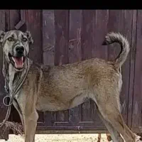 واگذاری سگ سراب افغان آلابای  پژدر|سگ|کرمانشاه, |دیوار