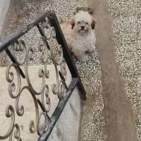 سگ پاکوتاه