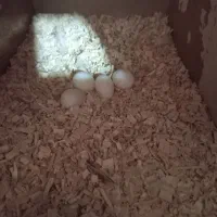 عروس هلندی باتخم|پرنده|اسفراین, |دیوار