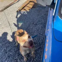 سگ اصیل|سگ|کرمان, |دیوار