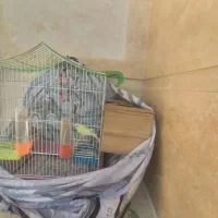 پرنده|پرنده|گرگان, |دیوار