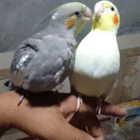 جوجه عروس|پرنده|سراوان, |دیوار