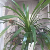 گل پاندانوس