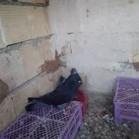 کبوتر نر و ماده|پرنده|سنندج, |دیوار