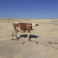 گاو گوساله مونت بیلیارد|حیوانات مزرعه|کرمانشاه, |دیوار