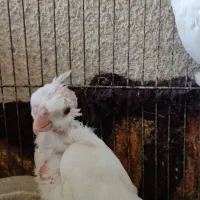 جوجه عروس آلبینو