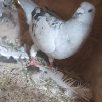کفتر