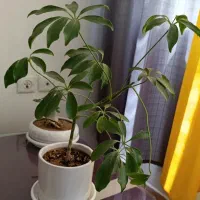 گل وگیاه|گل و گیاه طبیعی|یزد, |دیوار