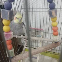 فروش عروس هلندی