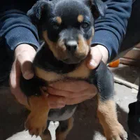 توله روتوایلر۶۰روزه|سگ|اردبیل, |دیوار