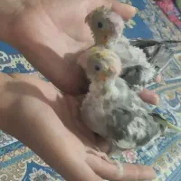 جوجه عروس هلندی|پرنده|کوثر, |دیوار