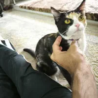 واگذاری گربه