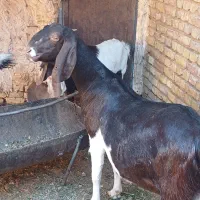 بز پاکستانی|حیوانات مزرعه|اردکان, |دیوار