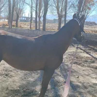 اسب مادیان (بردسیر )|اسب و تجهیزات اسبسواری|بردسیر, |دیوار