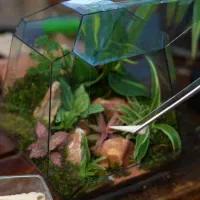 تراریوم گل طبیعی