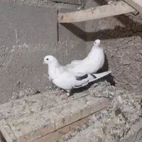 توک دم دمسیاه کبوتر|پرنده|لالجین, |دیوار