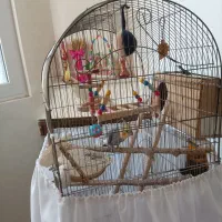 عروس هلندی نروماده