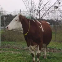 گاو سیمینتال شیر بالا