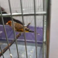 سهرقناری نر خوش رنگ کشیده لر بخون|پرنده|پاکدشت, حصار امیر|دیوار