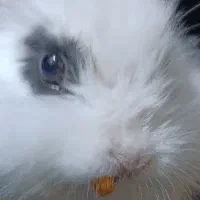 خرگوش‌لوپ