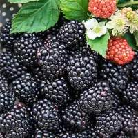 تمشک تازه چین مربایی
