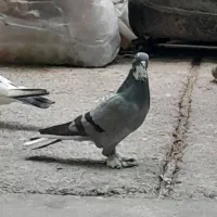 کبوتر ماده خال پیس|پرنده|خاوران, |دیوار