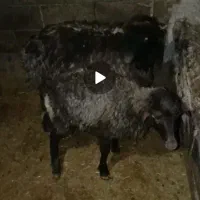 گوسفند سبک|حیوانات مزرعه|جوانرود, |دیوار