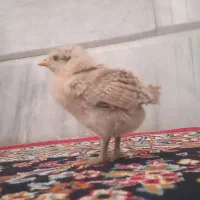 جوجه