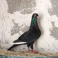 کبوتر قره|پرنده|شبانکاره, |دیوار